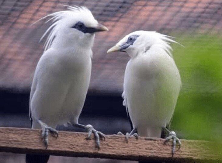 indukan-burung-jalak-bali-5375727