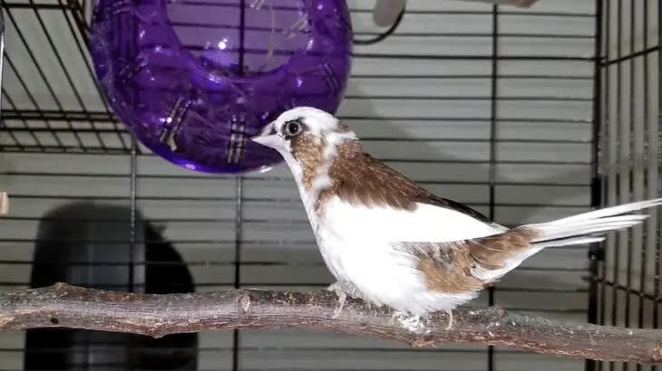 inilah-beberapa-kelebihan-dan-daya-tarik-burung-emprit-jepang-6569768