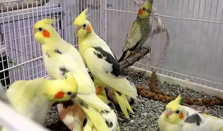 inilah-perbedaan-burung-cockatiel-jantan-dan-betina-6082723