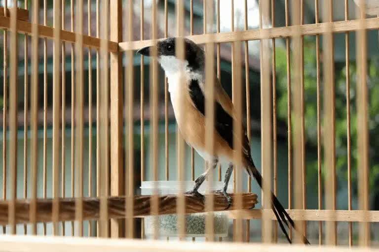 intensitas-kicauan-burung-cendet-1636684