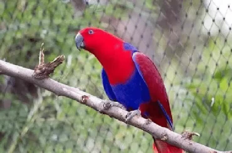 jenis-burung-paling-mudah-jinak-dan-mudah-dipelihara-7785045