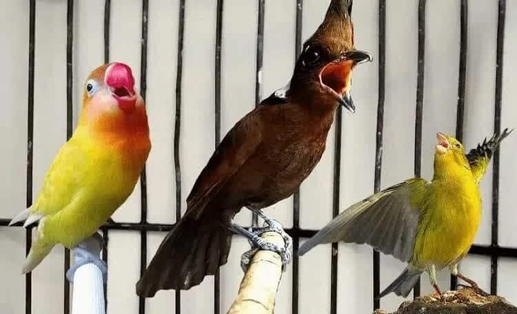 jenis-masteran-burung-lovebird-8963842