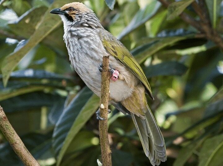 karakteristik-dan-harga-burung-cucak-rowo-kalimantan-4149513