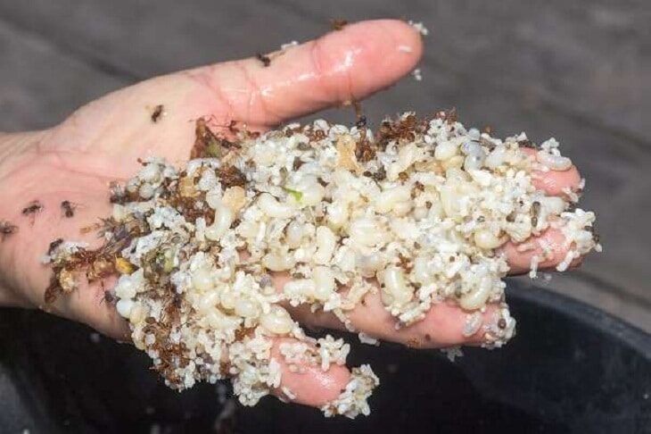 kroto-untuk-ciblek-2147371