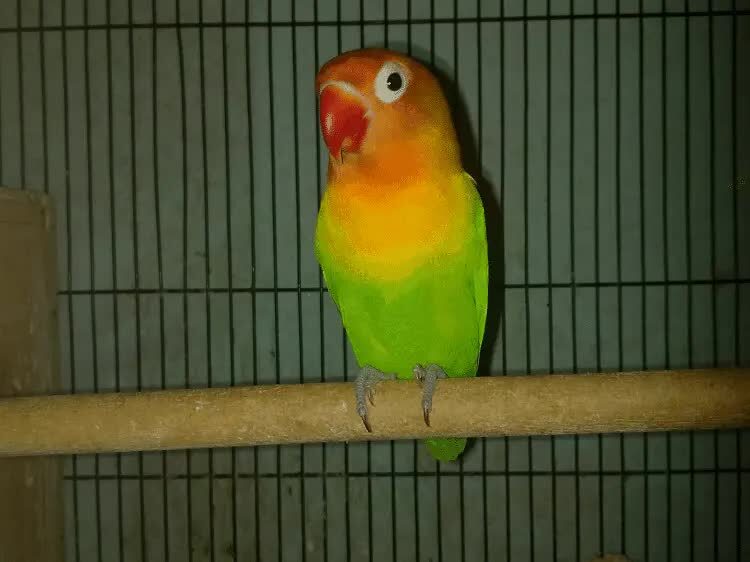 lovebird-di-tangkringan-8639767