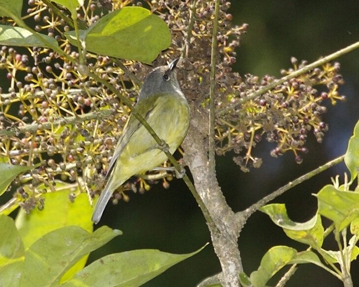 makanan-burung-opior-jawa-6346788