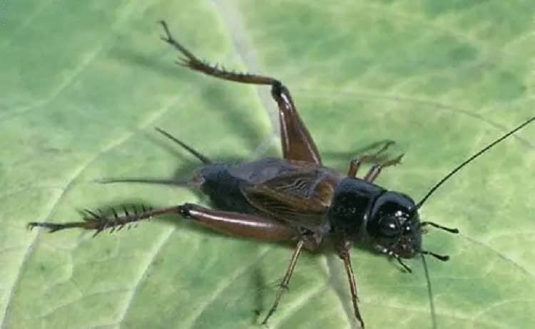 makanan-burung-rambatan-1794529