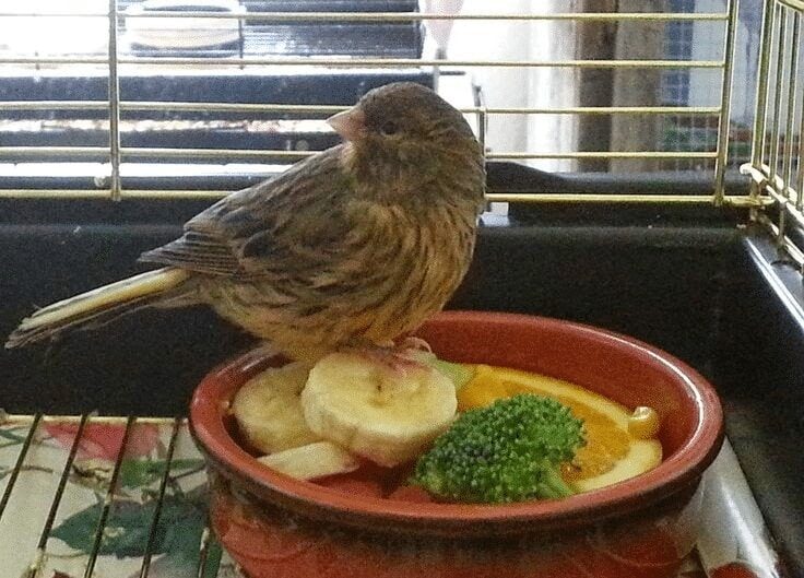 makanan-tambahan-burung-kenari-pasca-mabung-4454236