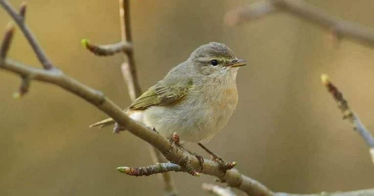 manfaat-air-embun-untuk-burung-kicauan-9333053