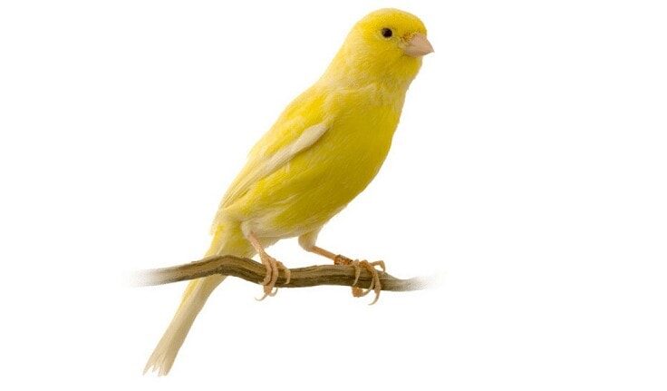 manfaat-cede-untuk-kenari-8581854