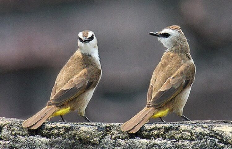 manfaat-jahe-untuk-burung-trucukan-yang-wajib-anda-ketahui-3113639