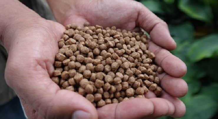 manfaat-pelet-lele-untuk-burung-cendet-1768120