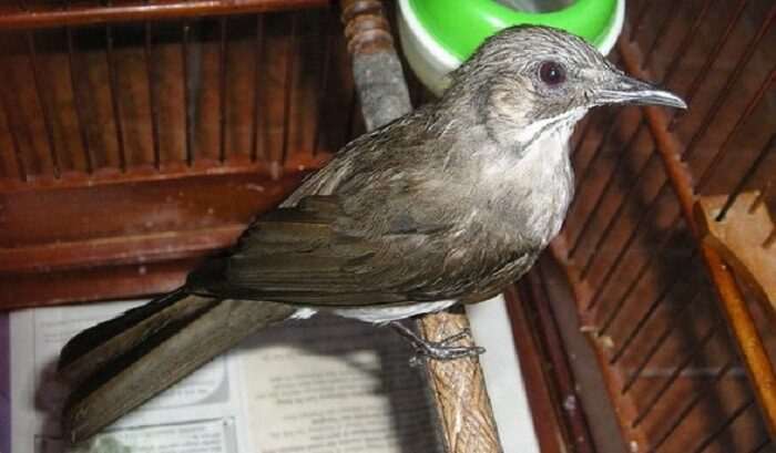 mengenal-ciri-khas-dan-karakteristik-burung-brinji-kelabu-9376939