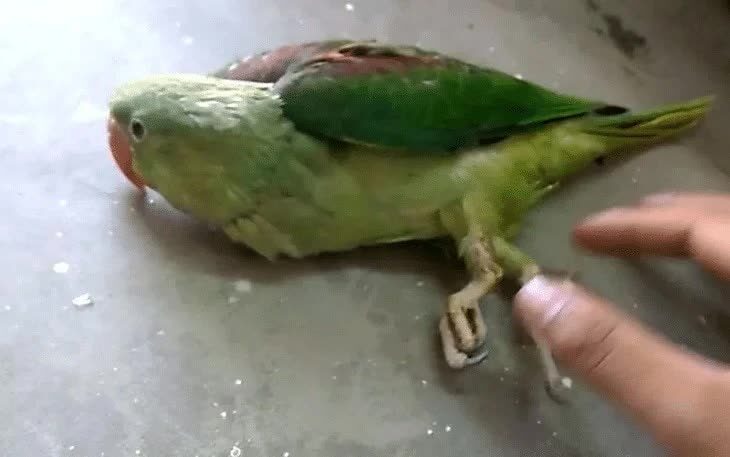 mengenali-aneka-penyebab-kelumpuhan-pada-burung-kicauan-4247346