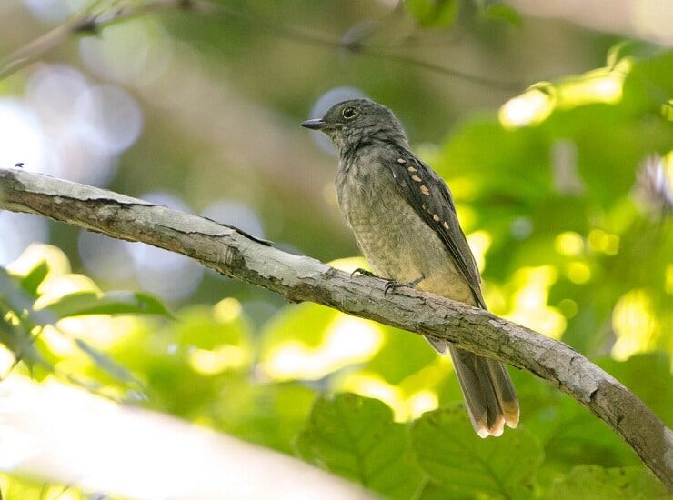 mengetahui-burung-cinereous-mourner-laniocera-hypopyrra-yang-unik-6383551