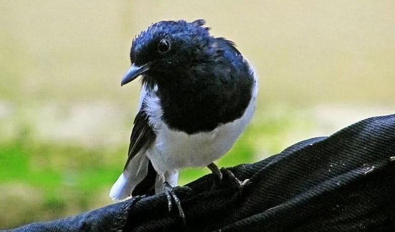 mengetahui-cara-mengatasi-kacer-nyilet-paling-efektif-6785805