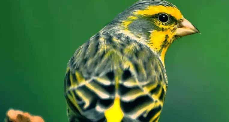 mengetahui-ciri-ciri-kenari-spanish-timbrado-terlengkap-8332016