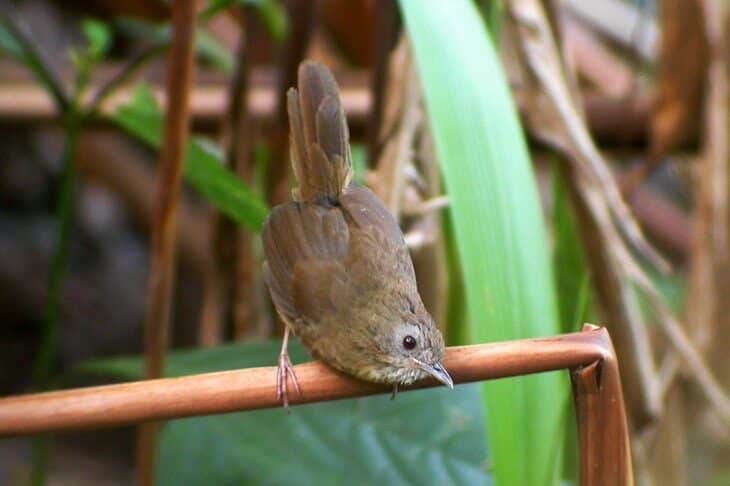 mengetahui-ciri-khas-burung-hwamei-mini-dengan-suaranya-yang-gacor-3499514