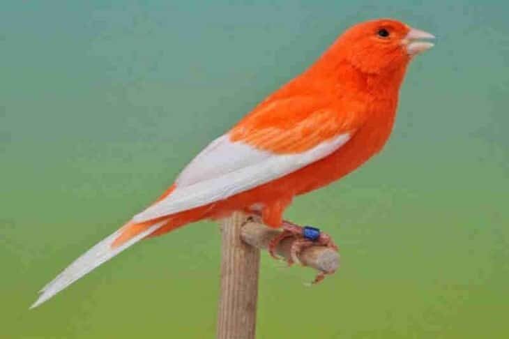 mengetahui-lebih-banyak-manfaat-kenari-diembunkan-saat-perawatan-2268790