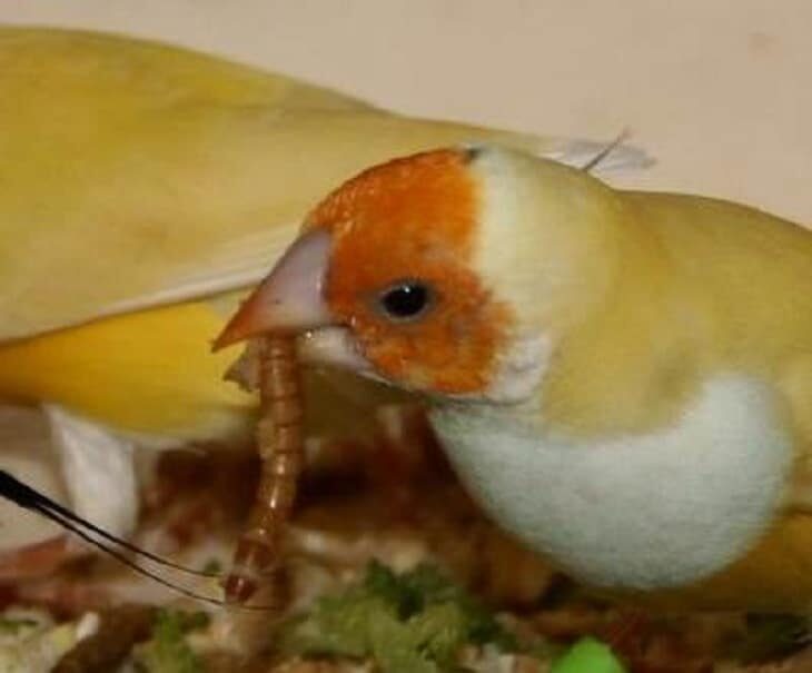 mengetahui-manfaat-ulat-kandang-untuk-burung-kicauan-7207508