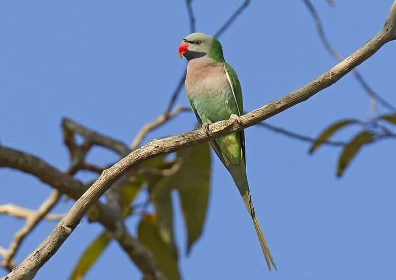mengetahui-perbedaan-burung-betet-jantan-dan-betina-paling-jelas-7940118