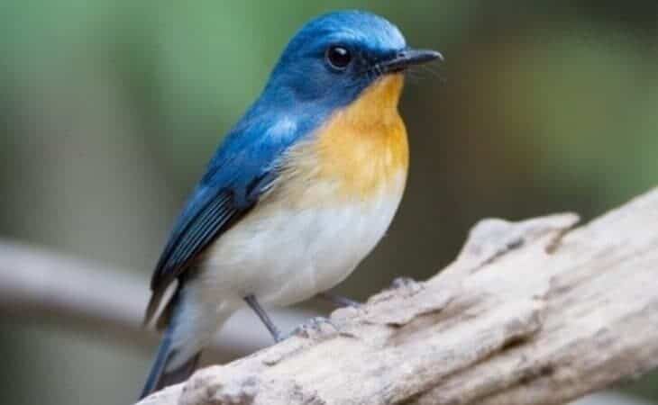 mengetahui-perbedaan-burung-tledekan-jantan-dan-betina-6192741