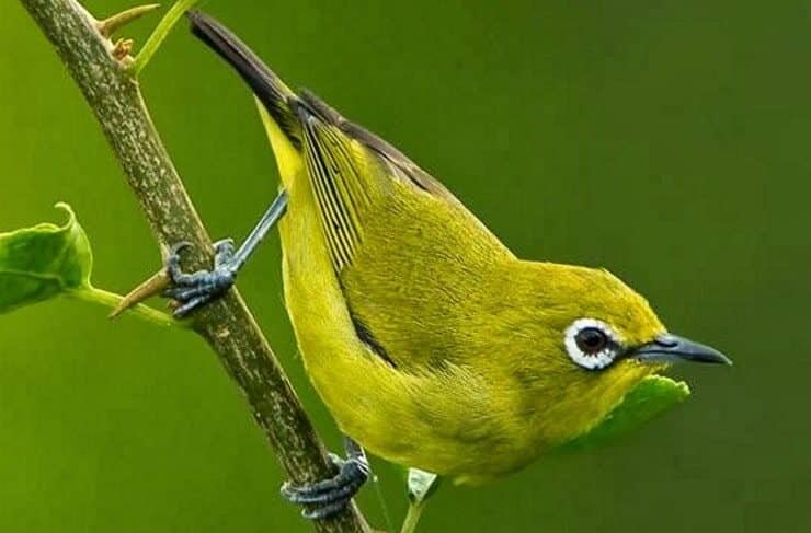 meningkatkan-daya-tahan-tubuh-pleci-3246991