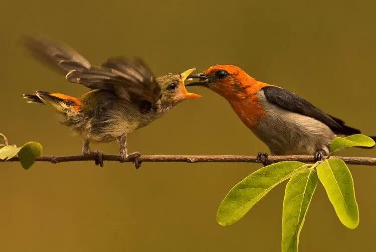 mwngetahui-jenis-burung-kamade-dan-ciri-fisiknya-9951887