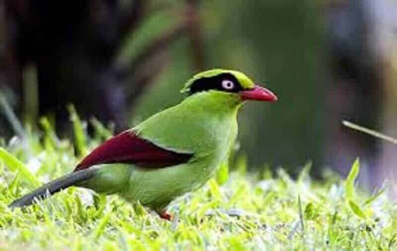 panduan-cara-merawat-burung-ekek-keling-agar-cepat-gacor-1610130