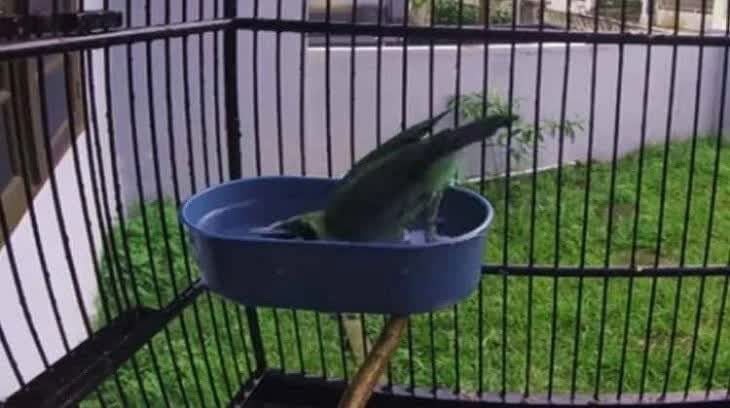 pemandian-cucak-ijo-1834851