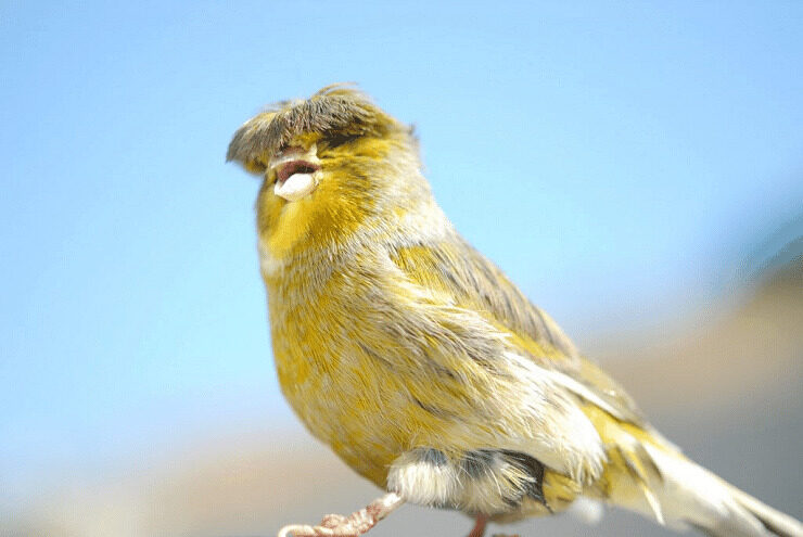 penjemuran-burung-kenari-1474103-3836000