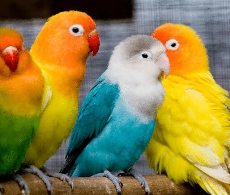 perawatan-bulu-lovebird-4520229