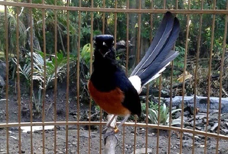 perawatan-murai-batu-pasca-lomba-1902172