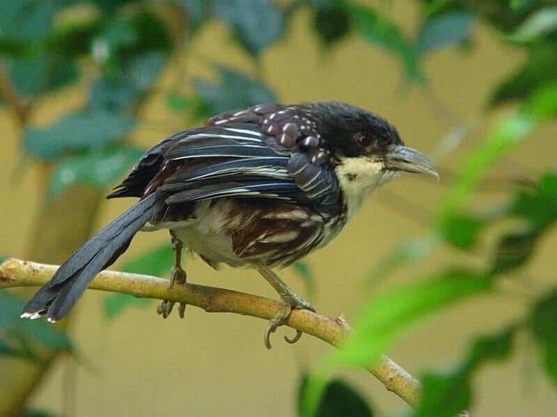 perbedaan-burung-cendet-kembang-dengan-cendet-biasa-7419100