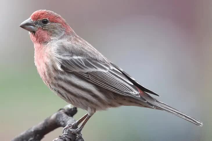 perbedaan-house-finch-jantan-dan-betina-8915292