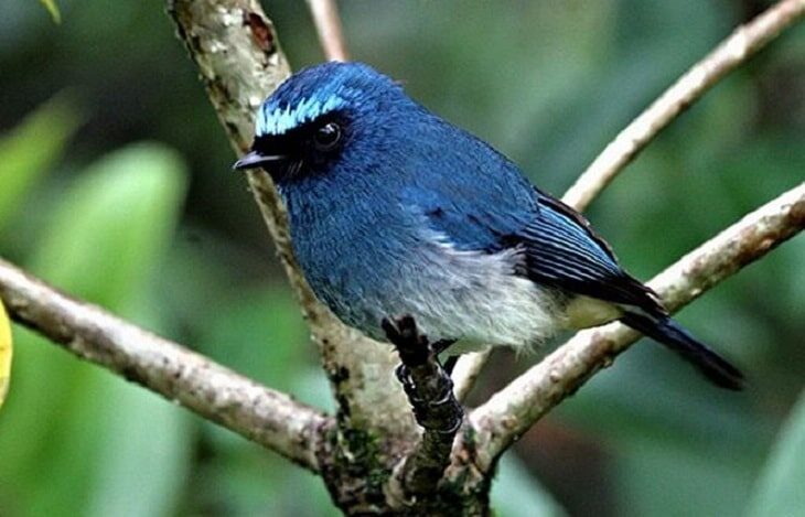 perbedaan-jenis-kelamin-tledekan-biru-muda-3143349