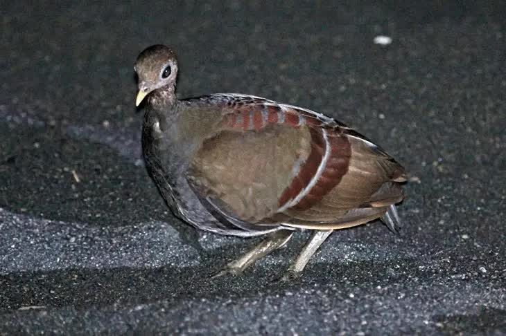 perilaku-burung-gosong-maluku-2157088