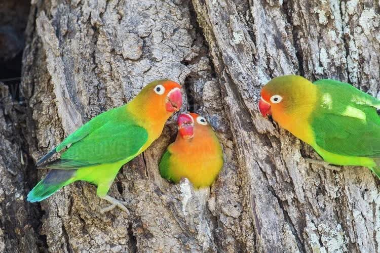 perkembangbiakan-lovebird-kacamata-fischer-1839065