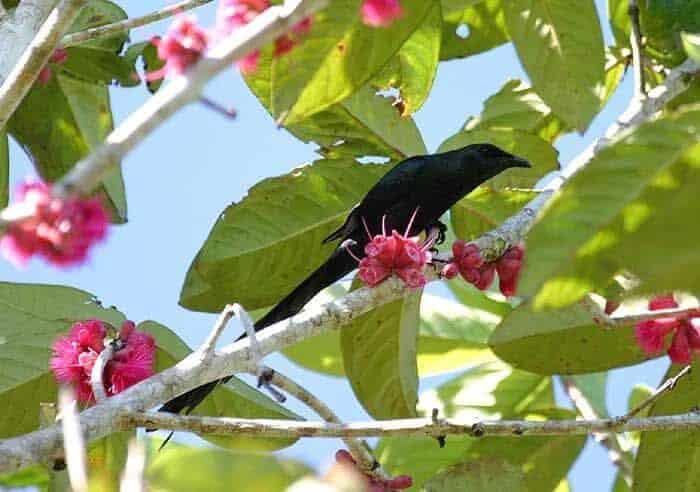 perling-ekor-panjang_aplonis-magna-2359085