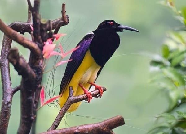 persebaran-cendrawasih-mati-kawat-dan-fakta-lainnya-5334775