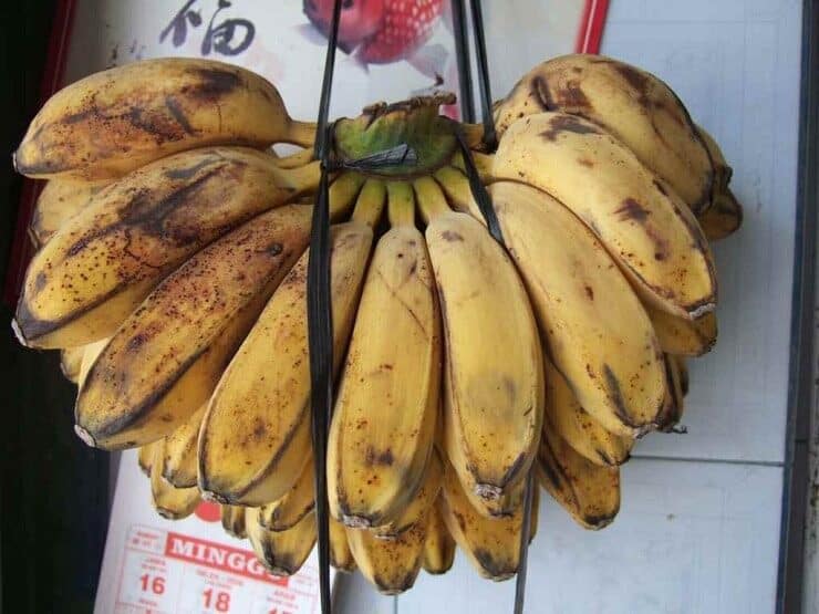pisang-kepok-untuk-kacer-nyilet-6617386