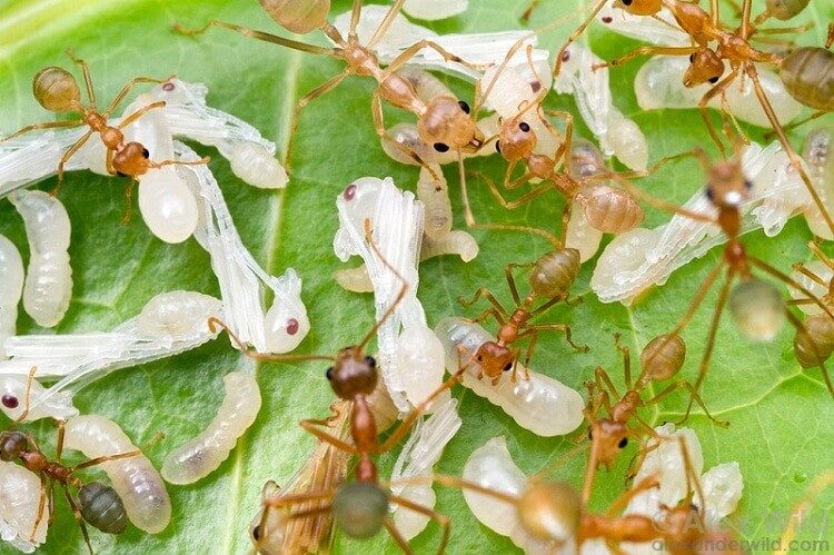 resiko-pemberian-kroto-pada-cendet-bakalan-yang-harus-anda-tau-3991086