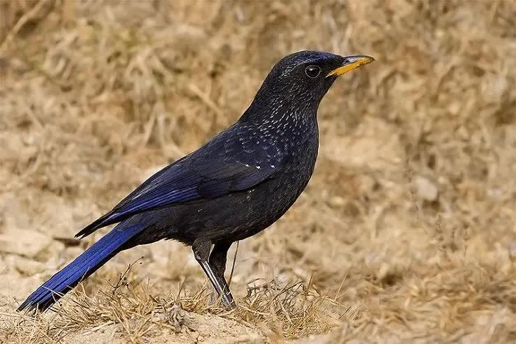 tips-perawatan-harian-burung-ciung-batu-agar-bisa-gacor-7259519