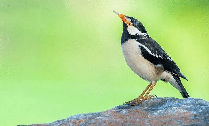 waktu-pemasteran-jalak-suren-7986794