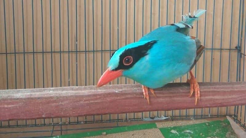 burung-ekek-keling-4295397