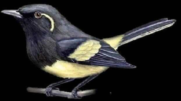 kehicap-biak-8020750