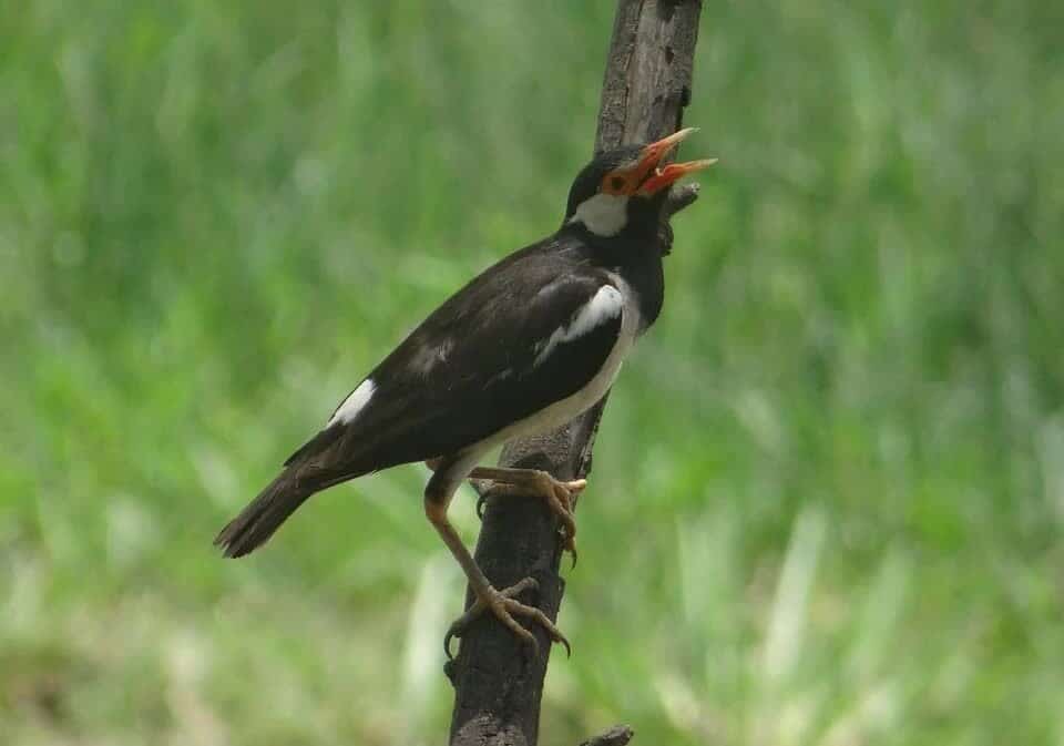 pied-myna-385273_960_720-7278689