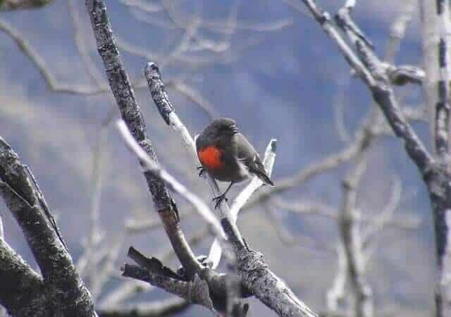 robino-salju-9248126