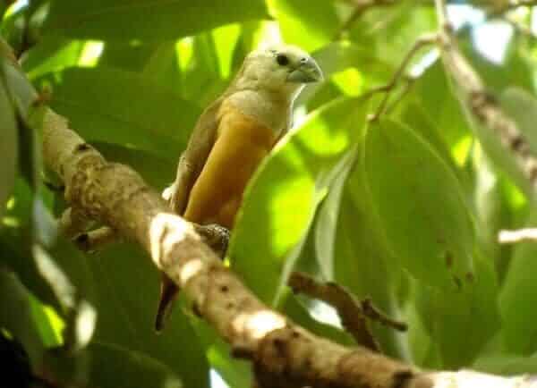 whistler_copy2-1175857