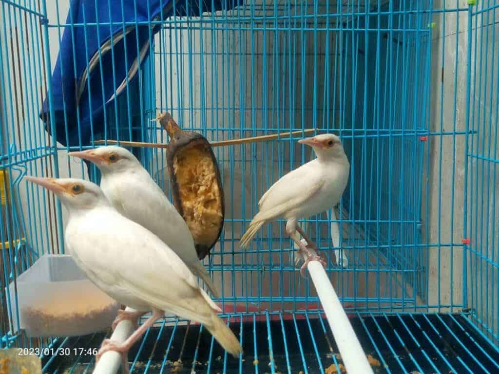 jalak suren leucistik